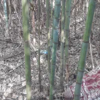 لوله ماهیگیری