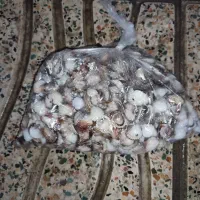 آکواریم و وسایل جانبی آکواریم|ماهی|اراک, |دیوار