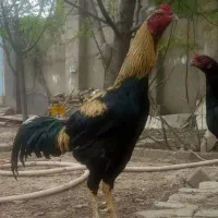جوجه لاری افغان اوشامو
