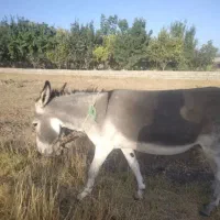 الاغ گمشده