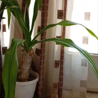 استند گل  چوبی