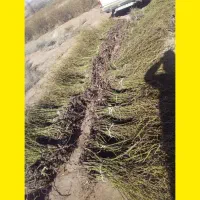 نهال|گل و گیاه طبیعی|سقز, |دیوار