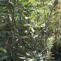 کارگر باغچه فضای سبز باغبانی خدماتی سرویس درختکاری|خدمات باغبانی و درختکاری|تهران, شهرک غرب|دیوار