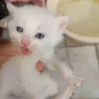 گربه|گربه|گرگان, |دیوار