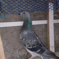 کبوتر|پرنده|بم, |دیوار