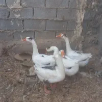 غاز دورگه|حیوانات مزرعه|آبادان, |دیوار