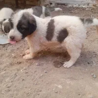 سگ.|سگ|کاشان, میدانگاه آقا|دیوار