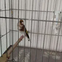 سهره ماده قفسی و آماده ی جفت