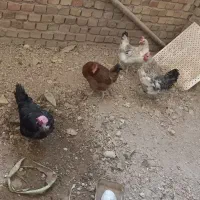 مرغ تخم گذار