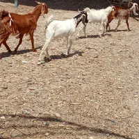 بز وکهره