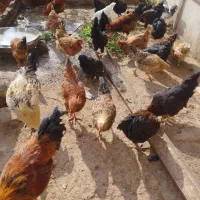 خروس مرغ بوقلمون اردک نر