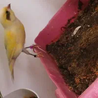 قناری نر خوش صدا خوش رنگ زیبا اهلی معاوضه|پرنده|سیلوانه, |دیوار