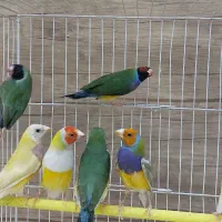 فنج گلدین