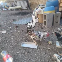 تخم مرغ نطفه دار گلین ریش