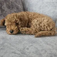 سگ پودل 3 ماهه بسیار بازیگوش