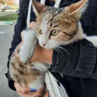 واگذاری گربه