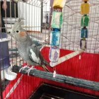 یه عروس هلندی بدون قفس