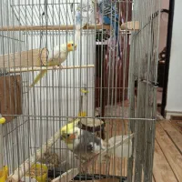 یک جفت عروس هلندی  فروش