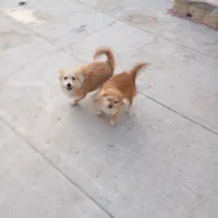 دوتا سگ|سگ|الوند, |دیوار