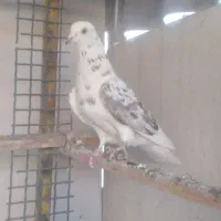 کفتر گرفتنی