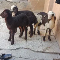 بره شیری