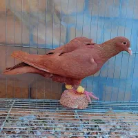 5عدد کرمونی آس شهرستانی