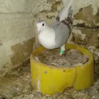 کفتر|پرنده|تربت‌حیدریه, قائم|دیوار