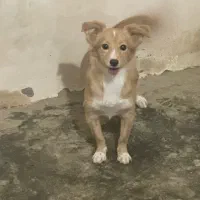 واگذاری|سگ|چابهار, |دیوار