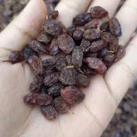کشمش درشت بیدانه تمیز فقط دم داره