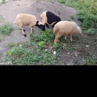 سه عدد گوسفند و بره نر