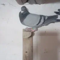 نر وماده پلاکی درجه یک|پرنده|سوسنگرد, |دیوار