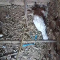 کبوتر فروشی