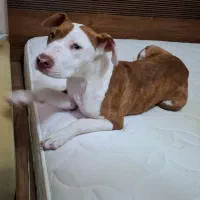 پیتبول ماده ۵ انگشتی ۶ ماهه اصل|سگ|تهران, سعادتآباد|دیوار