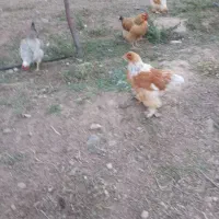 برهما