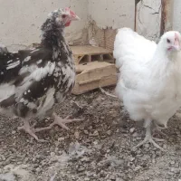 مرغ خروس اورپینگتون
