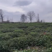 فروش-زمین-باغی