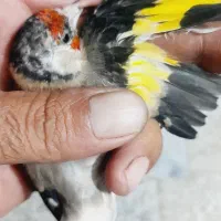 سهره ماده رام|پرنده|شاهین‌شهر, شهرک گلدیس|دیوار