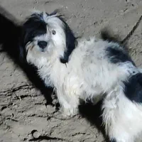 گمشده|حیوانات|سامن, |دیوار