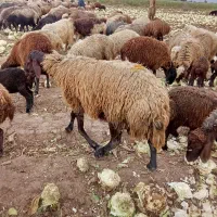 قوچ دوسال افشاری درجه یک زاد دار مکان الیگودرز هست