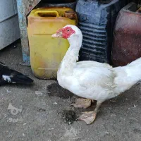 اردک