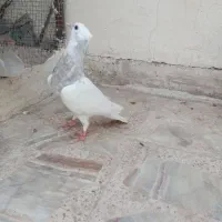 جوجه طوقی|پرنده|اصفهان, سرشبادران|دیوار