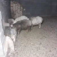 بره نر|حیوانات مزرعه|مود, |دیوار
