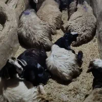 7گوسفند نر 6بزنر همه سالم تمیز|حیوانات مزرعه|چهاردولی, |دیوار