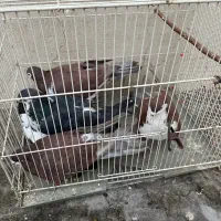 ۶عدد کفتر رنگه|پرنده|مشهد, ادیب نیشابوری (شهرک غرب)|دیوار