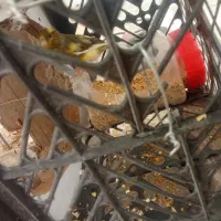 قناری ماده گلبسر نر