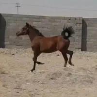 اسب