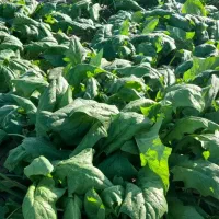 اسفناج تازه