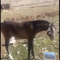 کره مادیون بی نظیر بهترین نژاد