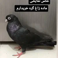 کفتر ماده زاغ کبوتر