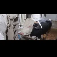 فروش و خرید گاو گوساله افتاده دست پا شکسته|حیوانات مزرعه|قروه, |دیوار